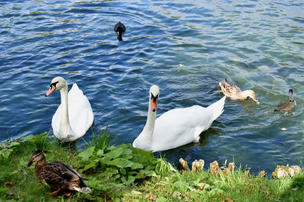 Los Cisnes Nadan Estanque —  Fotos de Stock