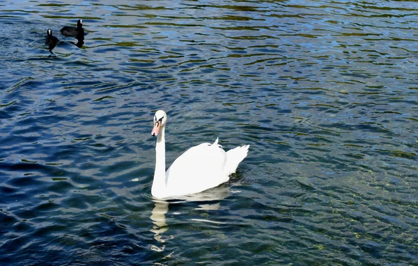 Cygnes Nagent Dans Étang — Photo