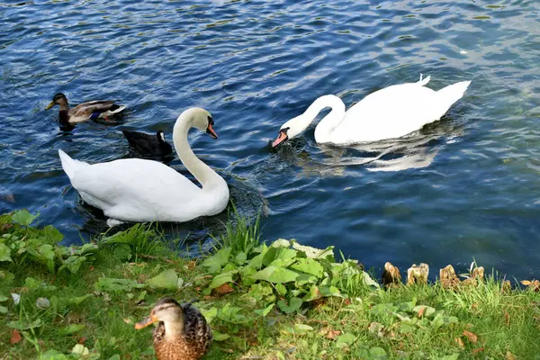Swans Swim Pond — Stock Photo, Image