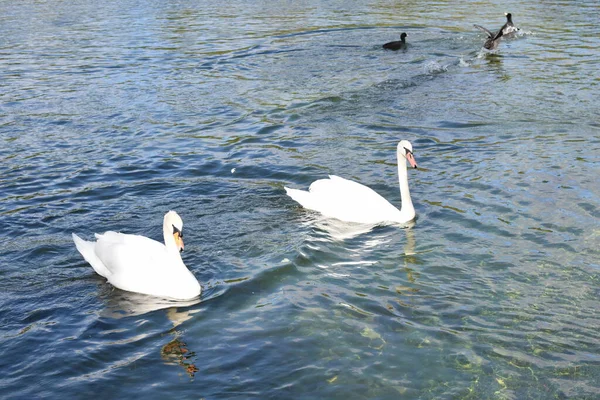 Schwäne Schwimmen Teich — Stockfoto