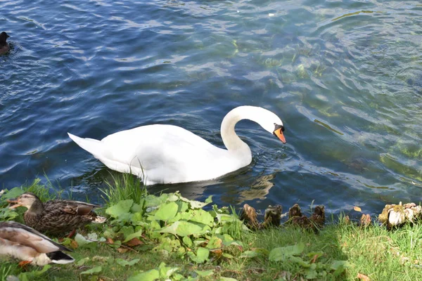 Schwäne Schwimmen Teich — Stockfoto