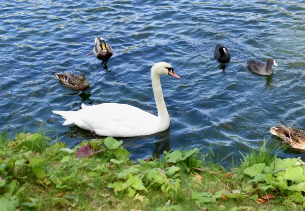 Schwäne Schwimmen Teich — Stockfoto