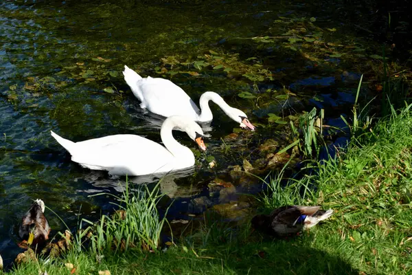 Cisnes Nadam Lagoa — Fotografia de Stock