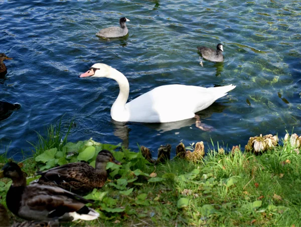 Schwäne Schwimmen Teich — Stockfoto