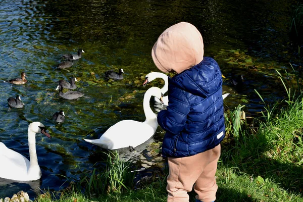 Los Cisnes Nadan Estanque — Foto de Stock