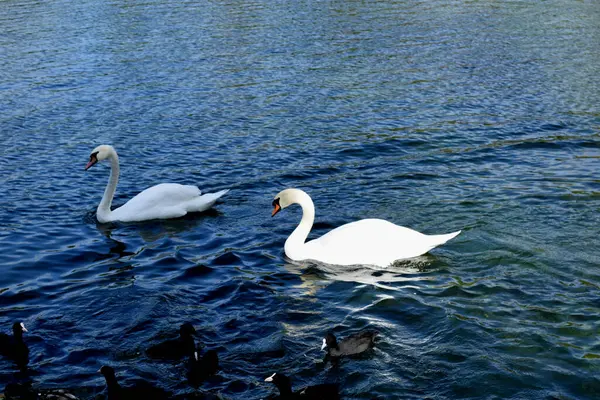 Cigni Nuotano Nello Stagno — Foto Stock