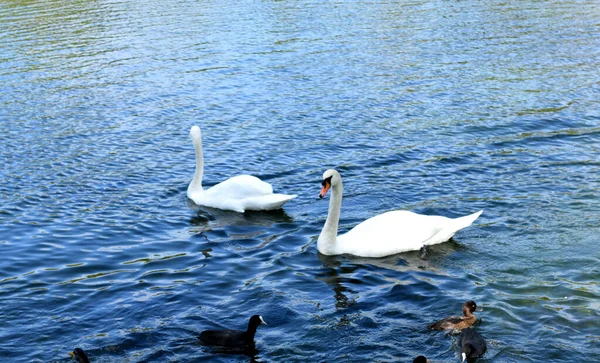 Schwäne Schwimmen Teich — Stockfoto