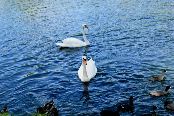 Schwäne Schwimmen Teich — Stockfoto