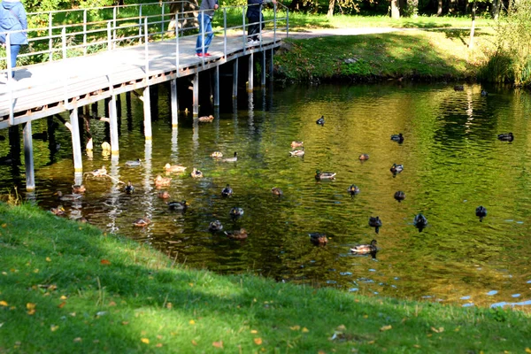 See Herbst Park Ein Ort Zum Wandern — Stockfoto