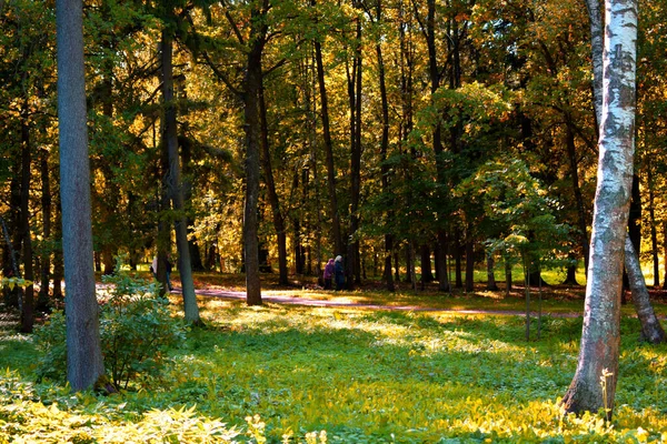 Arbres Dans Parc Automne Endroit Pour Promener — Photo