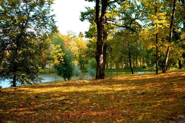 Árboles Parque Otoño Lugar Para Caminar —  Fotos de Stock