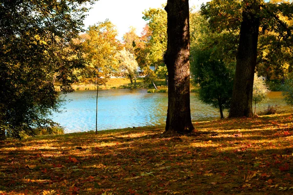 Bäume Herbst Park Ein Ort Zum Spazierengehen — Stockfoto