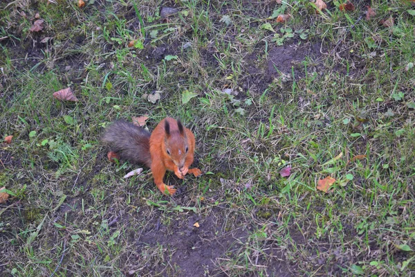 Esquilo Mordisca Uma Porca Parque — Fotografia de Stock