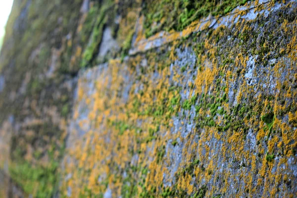 覆盖着苔藓的石墙 — 图库照片