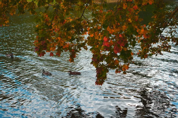 Autumn Day Park — Stock Photo, Image