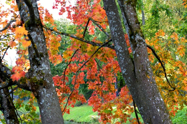 Herbsttag Park — Stockfoto