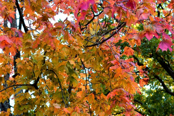 Herbsttag Park — Stockfoto