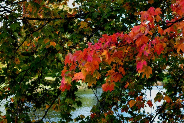 Herbsttag Park — Stockfoto