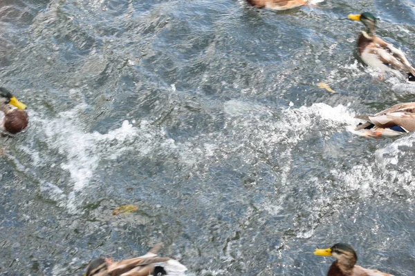 Утки Плавают Пруду — стоковое фото