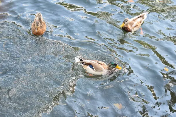 Enten Schwimmen Teich — Stockfoto