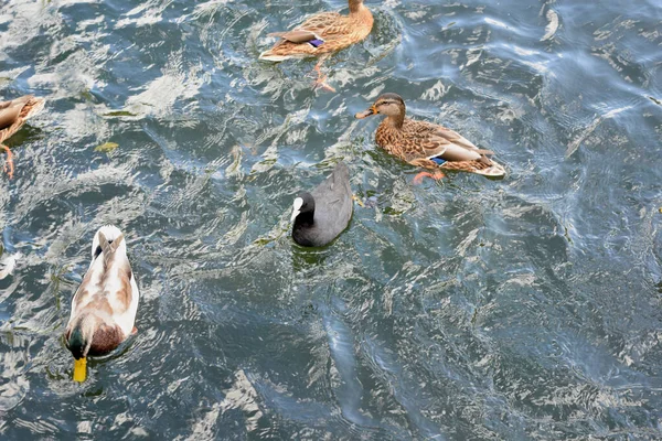 Ördekler Gölette Yüzer — Stok fotoğraf