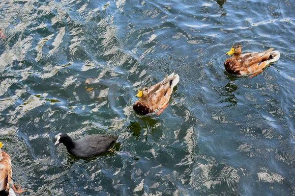 Enten Schwimmen Teich — Stockfoto