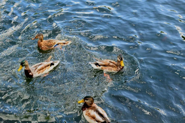 Ducks Swim Pond — Stock Photo, Image