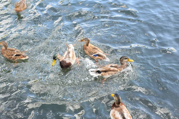 Eenden Zwemmen Vijver — Stockfoto