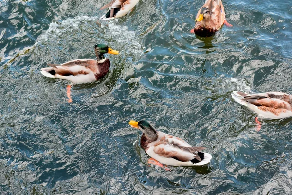 Утки Плавают Пруду — стоковое фото