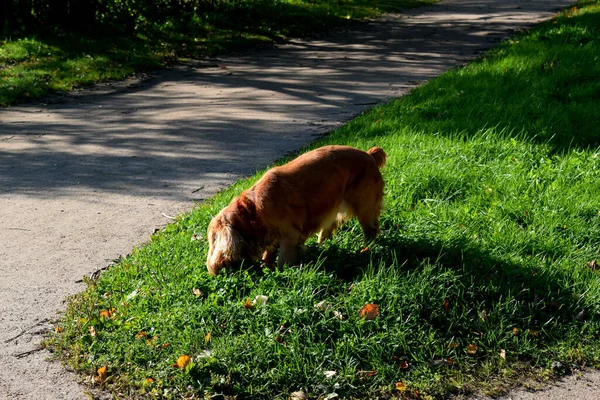Passeggiate Con Cani Nel Parco — Foto Stock