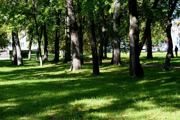 Őszi Nap Parkban — Stock Fotó