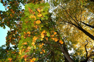 Güz Parkı, yürümek için bir yer.
