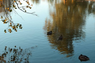 Parktaki gölette vahşi ördekler