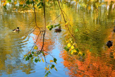 Parktaki gölette vahşi ördekler