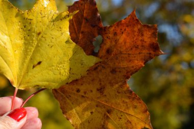 Güz Parkı, yürümek için bir yer.