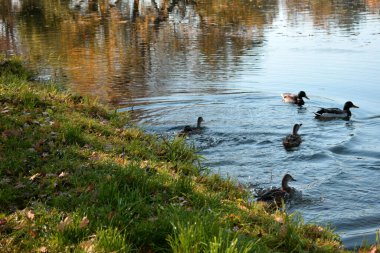 Parktaki gölette vahşi ördekler