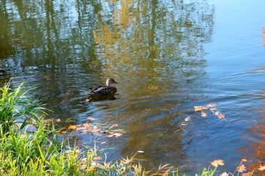 Parktaki gölette vahşi ördekler