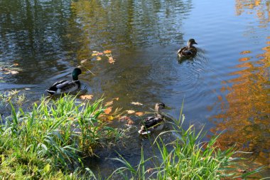 Parktaki gölette vahşi ördekler