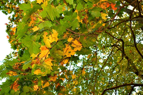 Herbst Park Ein Ort Zum Wandern — Stockfoto