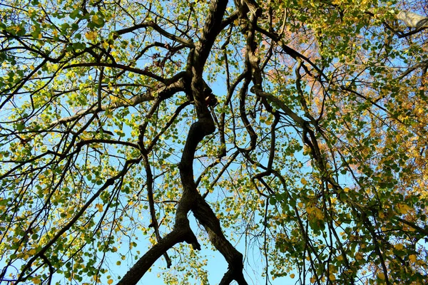 秋の公園 歩くための場所 — ストック写真