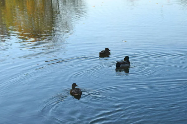 Wild Ducks Pond Park — Stock Photo, Image