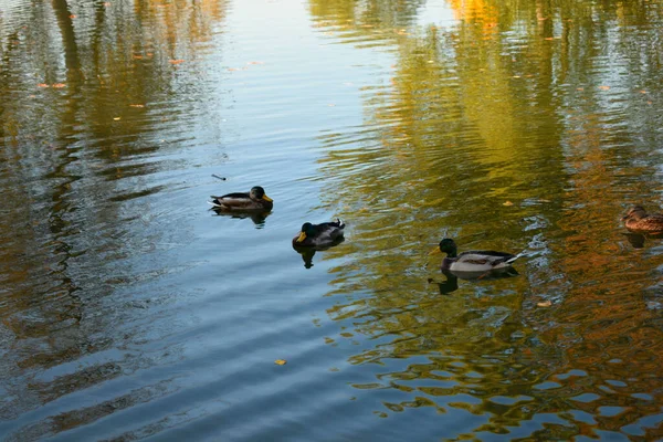 Wildenten Einem Teich Park — Stockfoto