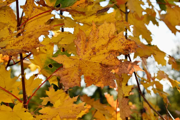 Podzim Park Místo Pro Procházky — Stock fotografie