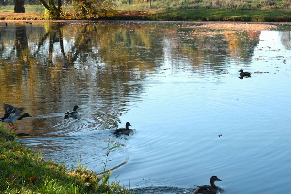 Wildenten Einem Teich Park — Stockfoto
