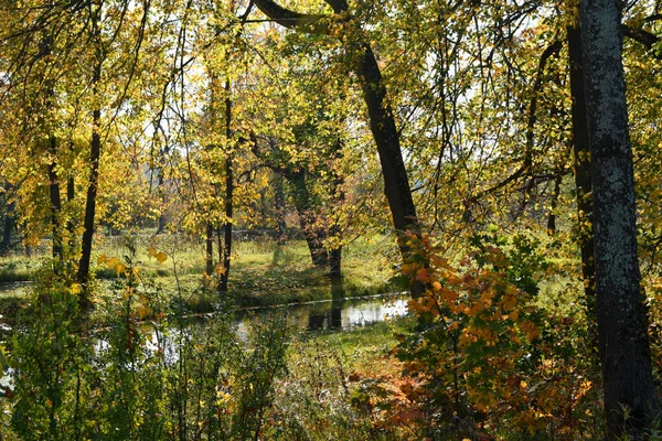 Parco Autunnale Luogo Passeggiate — Foto Stock