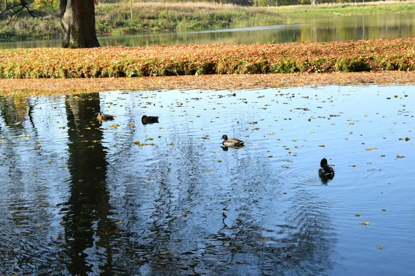 Wildenten Einem Teich Park — Stockfoto