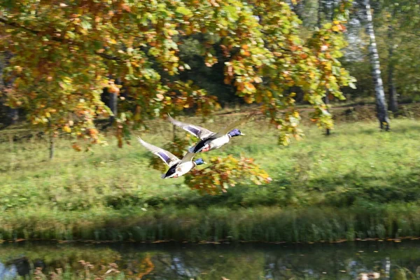 Rațe Sălbatice Într Iaz Parc — Fotografie, imagine de stoc