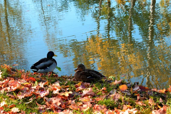 Patos Selvagens Uma Lagoa Parque — Fotografia de Stock