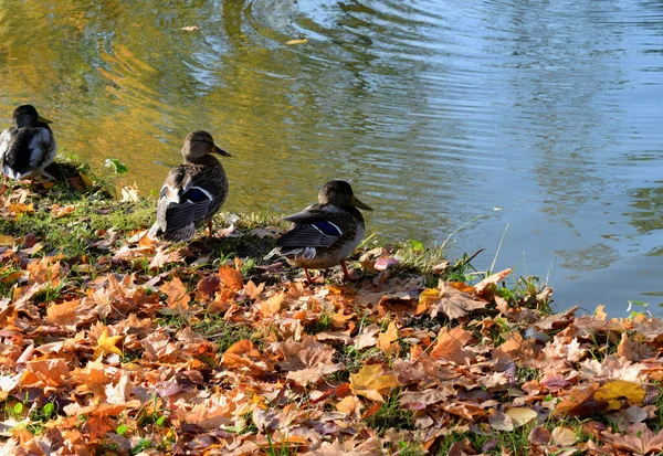 Patos Selvagens Uma Lagoa Parque — Fotografia de Stock