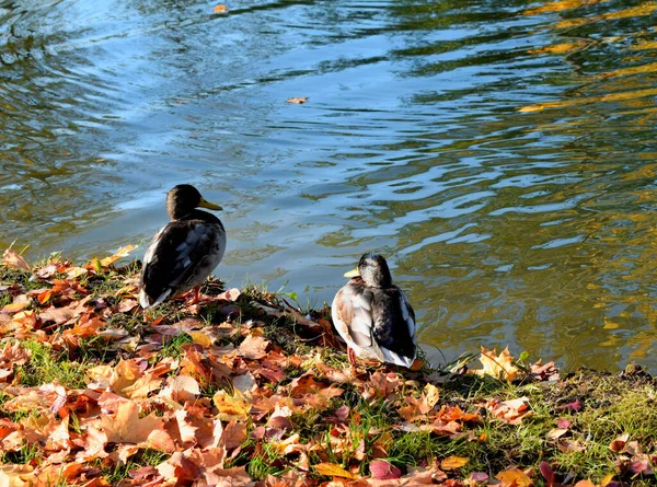 Wild Ducks Pond Park — Stock Photo, Image